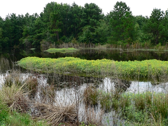 {Ludwigia grandiflora ssp. hexapetala}